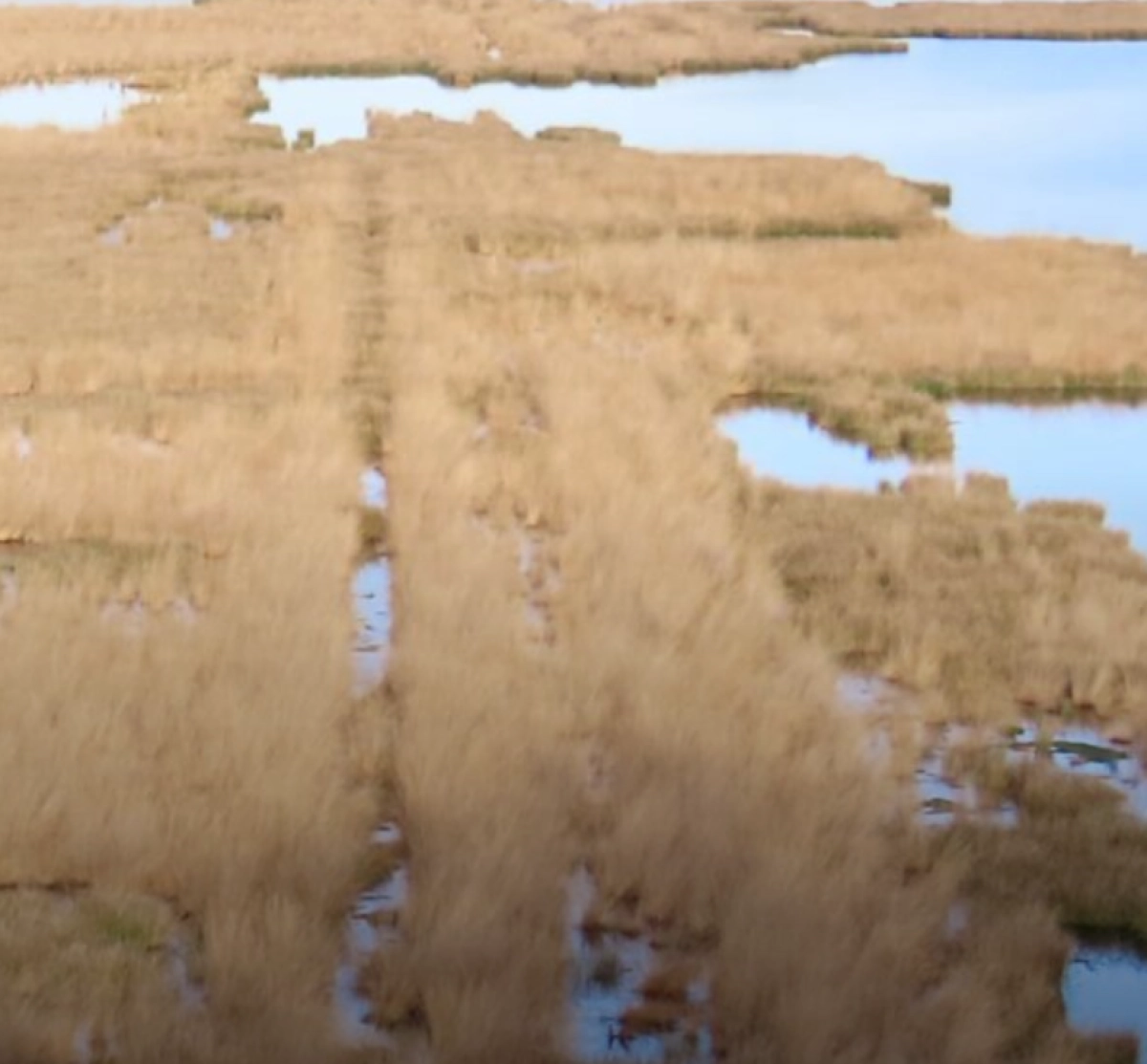 Fietsexcursie Veenhuizen en Fochteloërveen